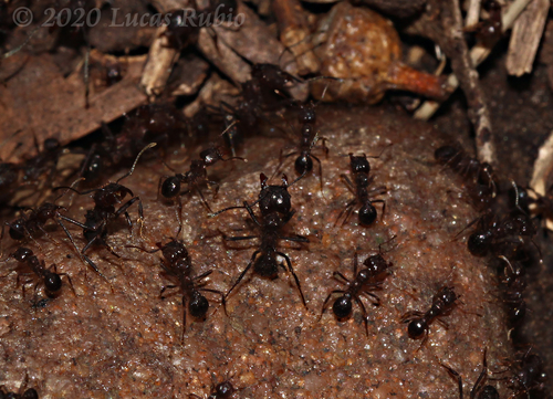Acromyrmex ambiguusAcromyrmex ambiguus