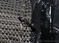 Pseudomyrmex phyllophilus