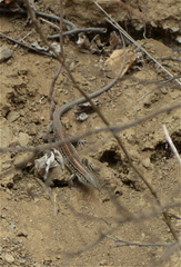 Medopheos edracanthus