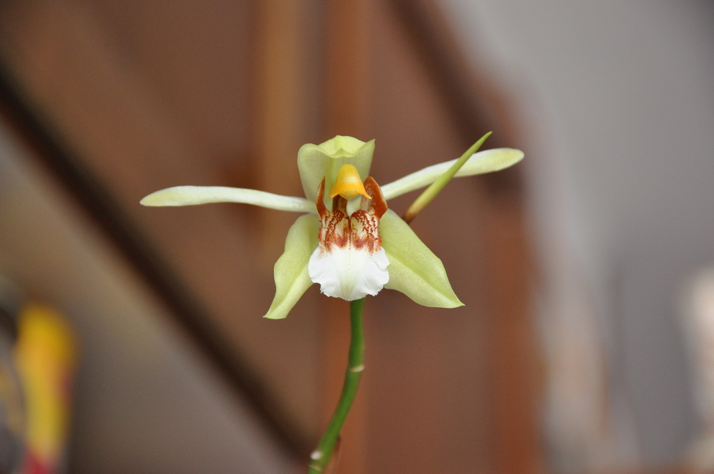 Coelogyne rumphii