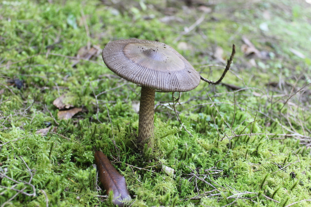 Amanita pekeoides · February 2026 · photo: © joedillon (iNaturalist, cc-by)