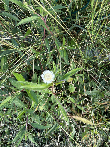 Eclipta alba observed 2026-03-09