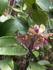 Chioides iverna