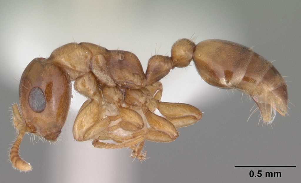 Myrcidris epicharis