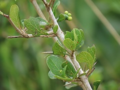 Ixoroideae