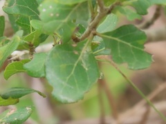 Ixoroideae