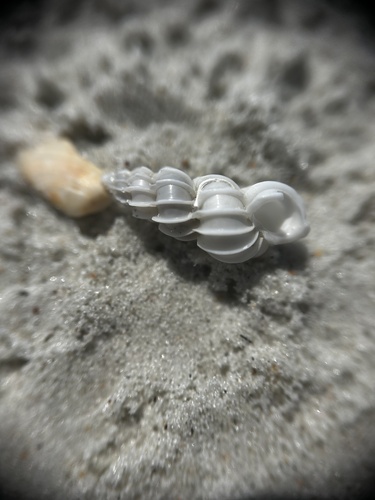 Epitonium angulatum observed 2026-03-09