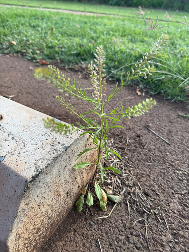 Lepidium virginicum observed 2026-03-09