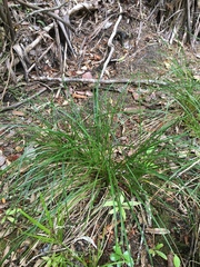 Carex lessoniana