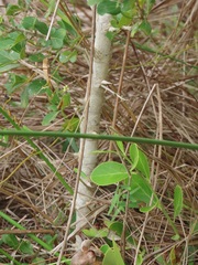 Ixoroideae