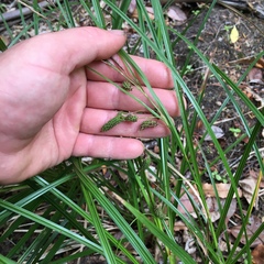 Carex lessoniana