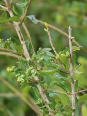 Ixoroideae