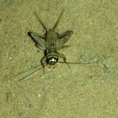 Gryllodes supplicans