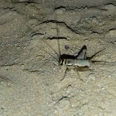 Gryllodes supplicans