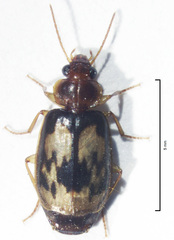 Philophlaeus luculentus