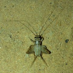 Gryllodes supplicans