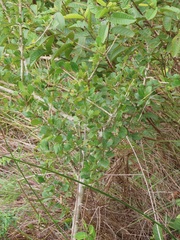 Ixoroideae