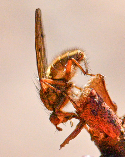 Unknown species found near DuPage County, IL, USA