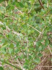 Ixoroideae