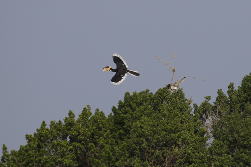Malabar Pied Hornbill (Anthracoceros coronatus), photo 2