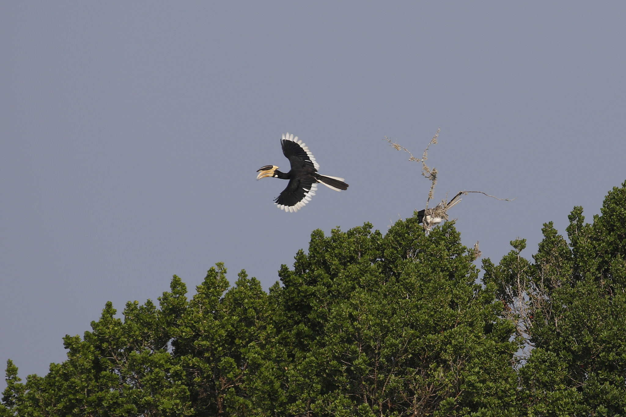 Malabar Pied Hornbill (Anthracoceros coronatus), photo 2
