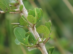 Ixoroideae