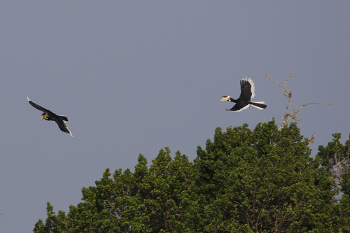 Malabar Pied Hornbill (Anthracoceros coronatus), photo 3
