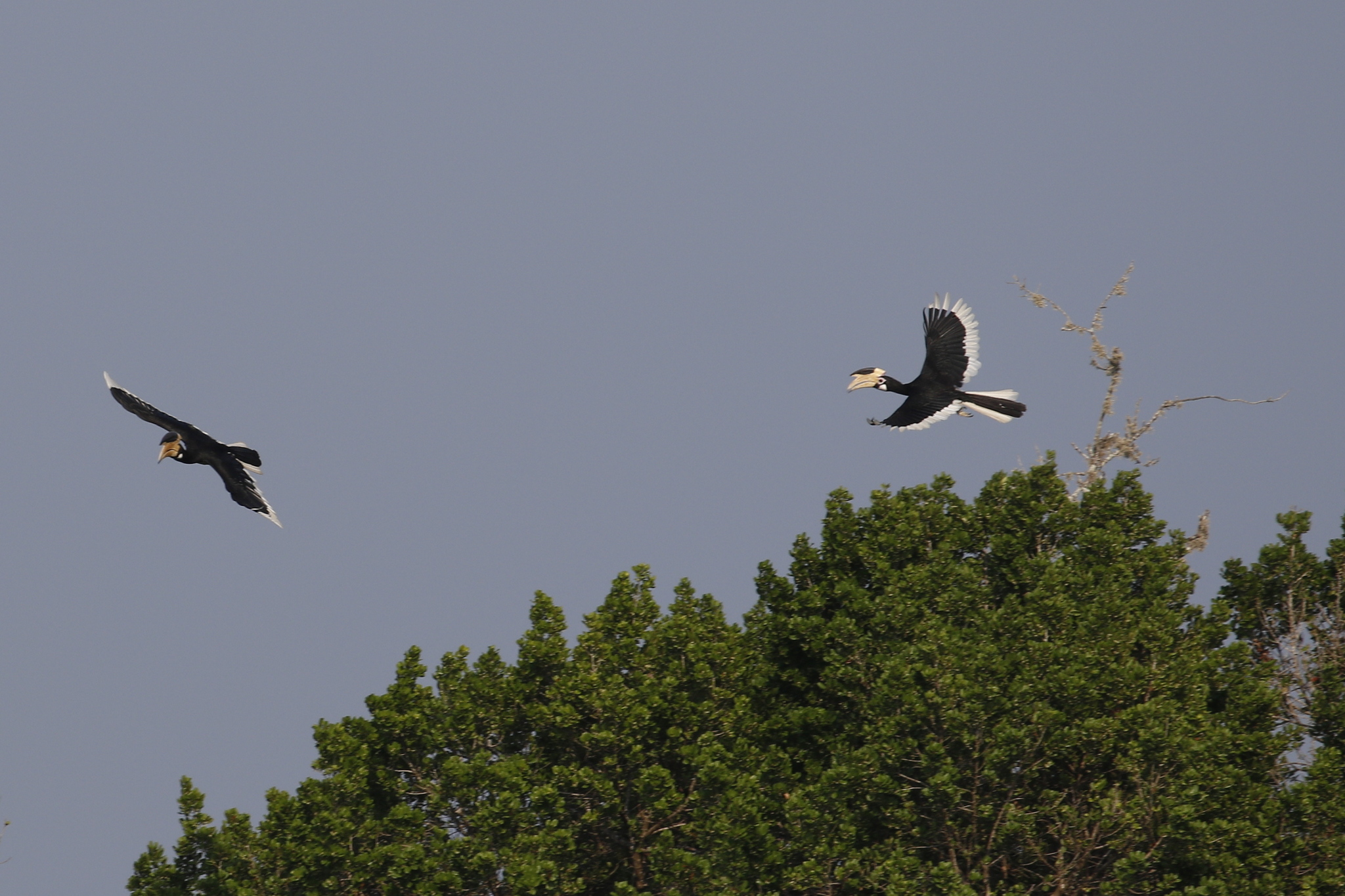 Malabar Pied Hornbill (Anthracoceros coronatus), photo 3