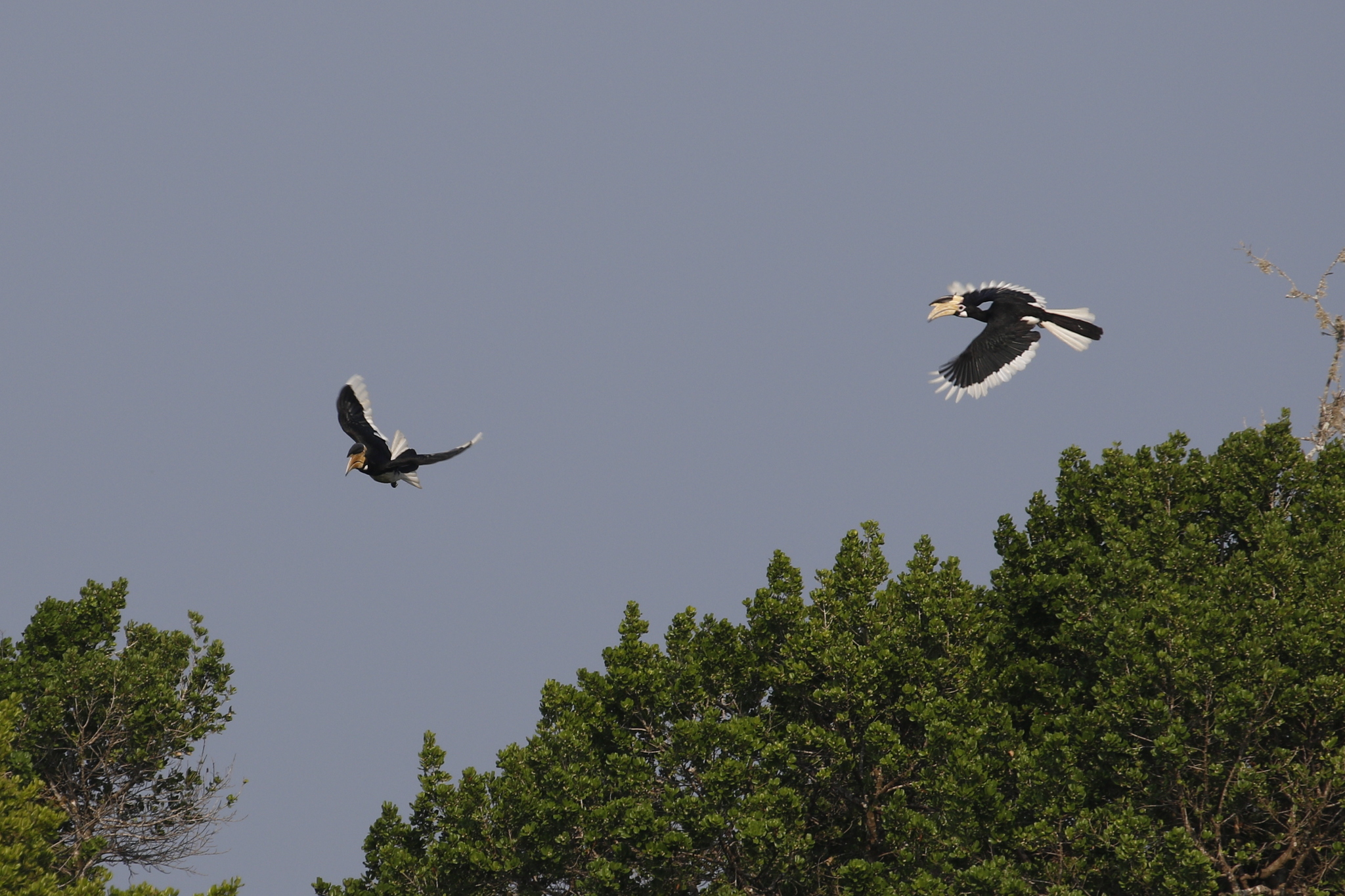 Malabar Pied Hornbill (Anthracoceros coronatus), photo 4