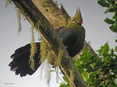 Livingstone's Turaco photo 3