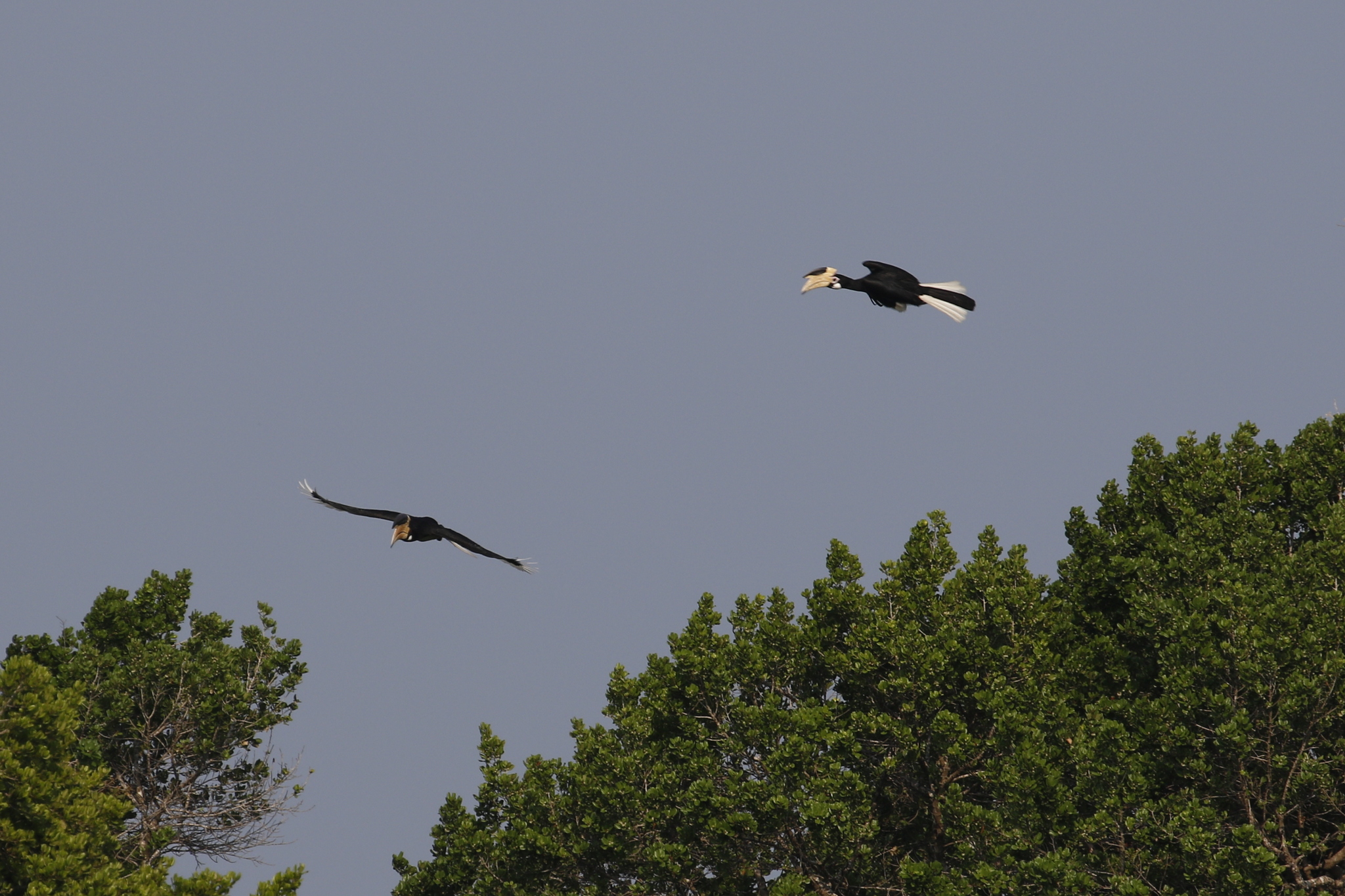 Malabar Pied Hornbill (Anthracoceros coronatus), photo 6