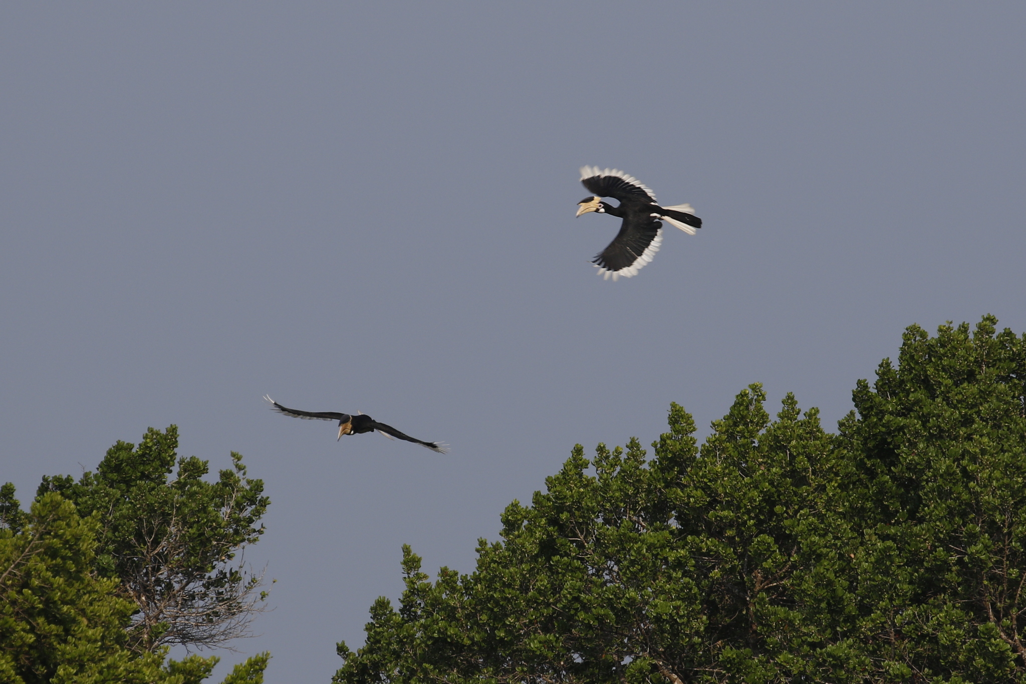 Malabar Pied Hornbill (Anthracoceros coronatus), photo 7