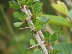 Ixoroideae