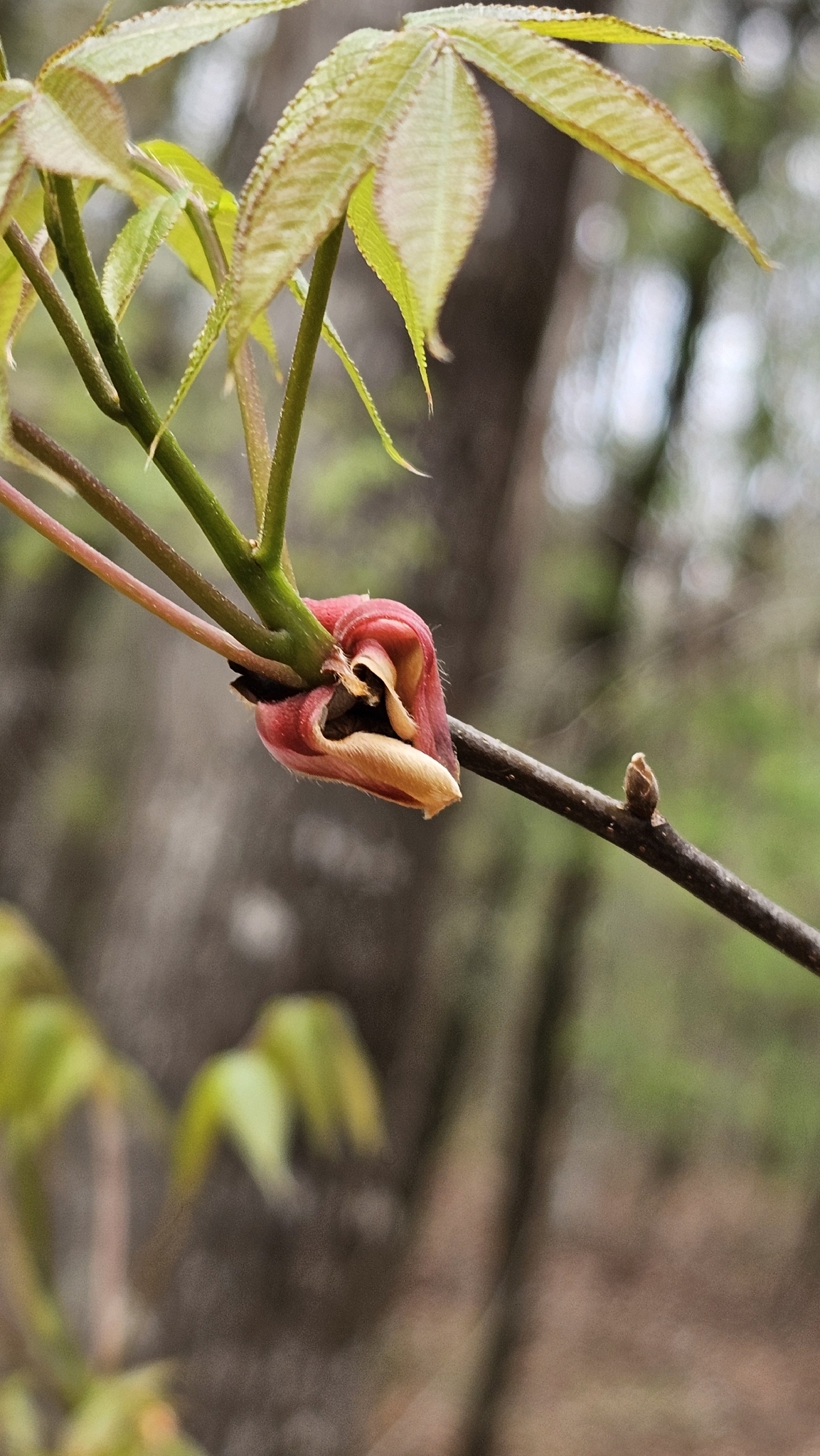 Pignut Hickory (Carya glabra)