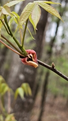 Noyer Glabre (Carya glabra)