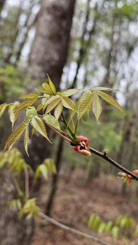 Foto de Carya glabra