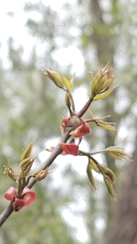 Foto de Carya glabra