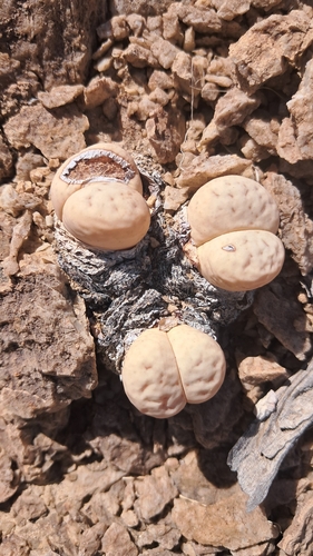 Lithops ruschiorum