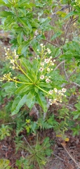Exothea paniculata