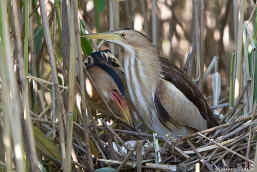 Little Bittern