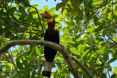 Rhabdotorrhinus waldeni
