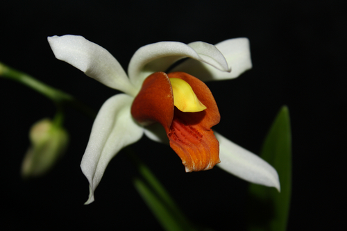 Coelogyne usitana