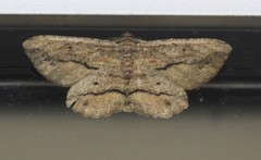Hypomecis agoraea