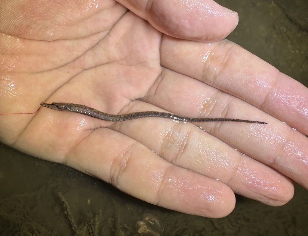 Freshwater pipefish (Ichthyocampus carce) — Syngnathidae
