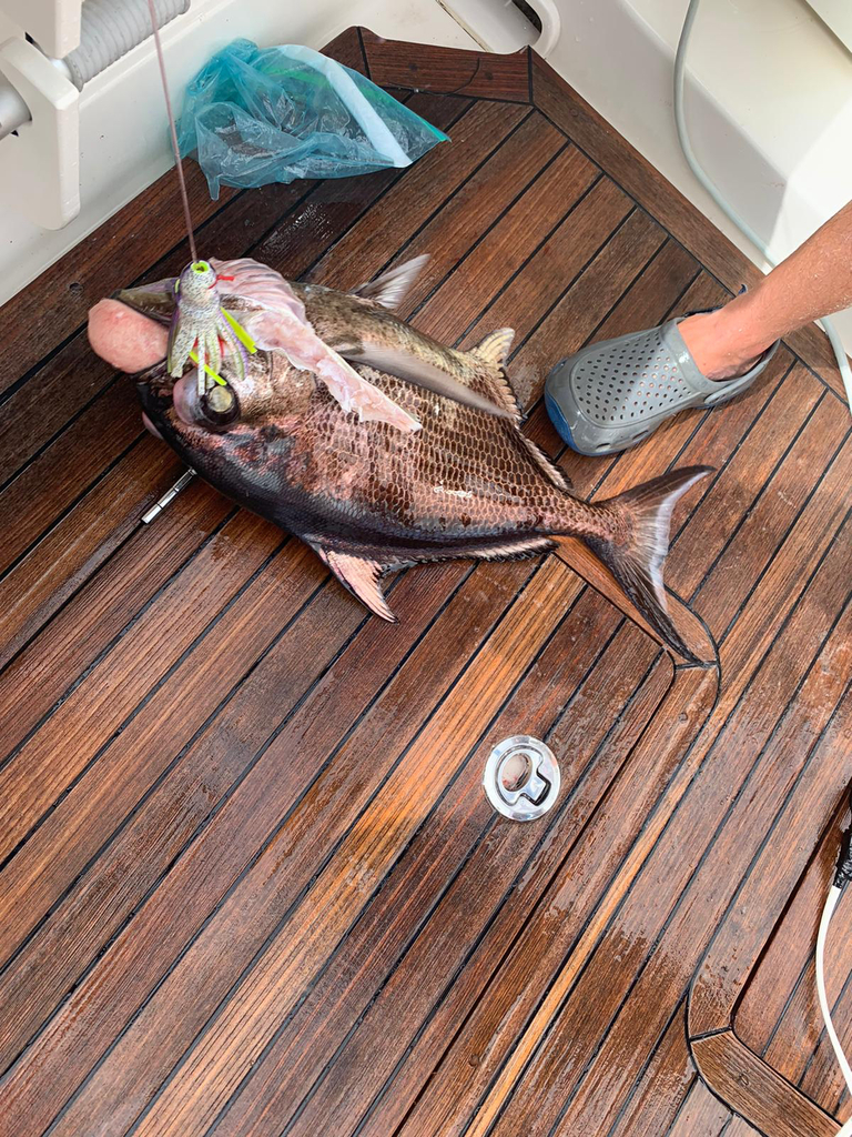 Tropical Pomfret