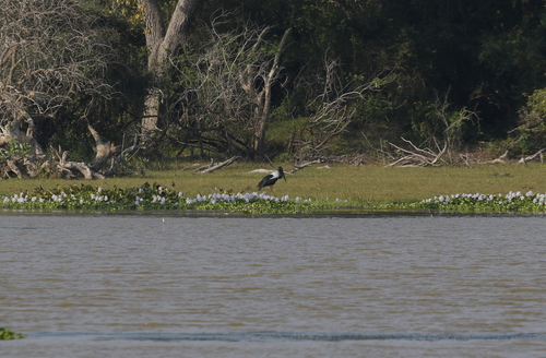 Black-necked Stork (Ephippiorhynchus asiaticus)