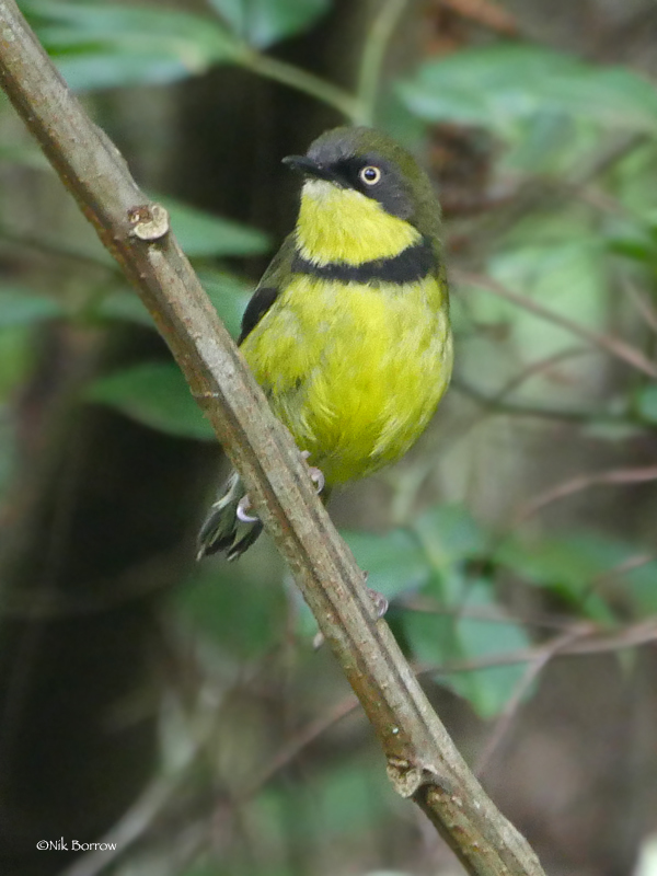 Yellow-Throated Apalis