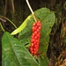 Anthurium mindense Sodiro 2