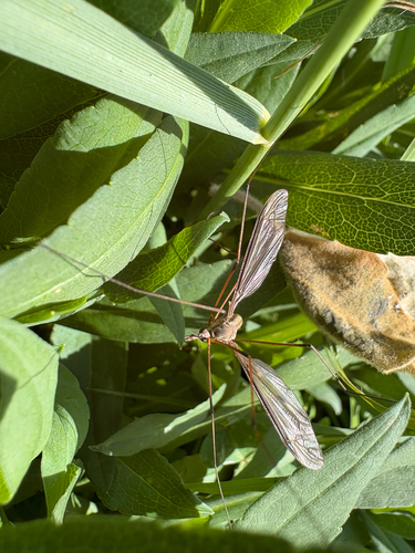 Unknown species found near Irvine Ave, Newport Beach, CA, US