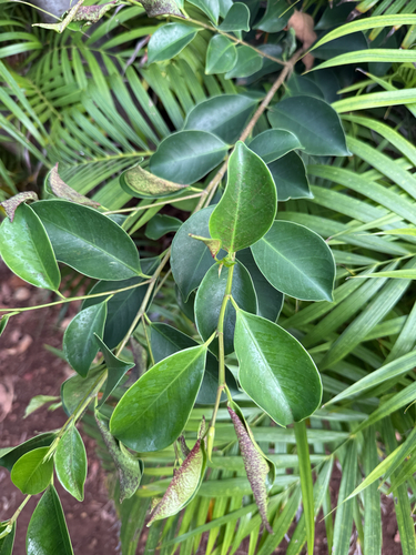 Ficus observed 2026-03-09